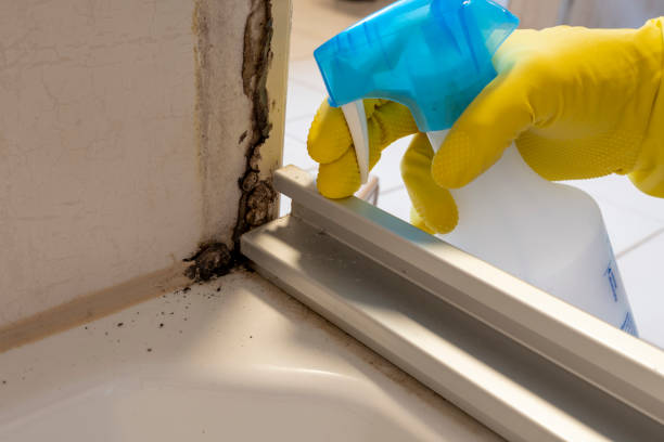 Home Mold Removal in Kure Beach, NC