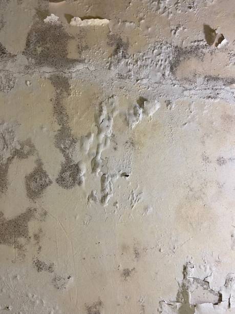 Best Mold Removal Company Near Me  in Kure Beach, NC